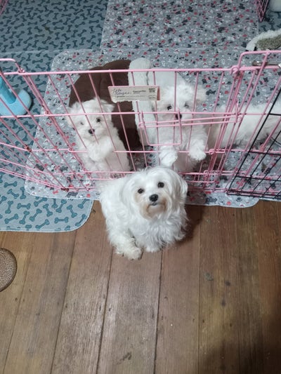 Room wanted in Suffolk County,NY Main Photo