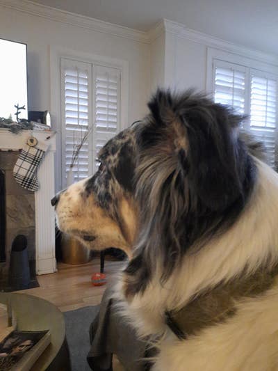 Room wanted in Chicago Main Photo