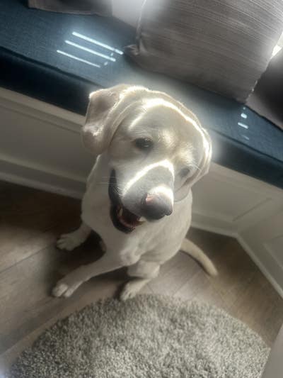 Room wanted in Oakland, CA Main Photo