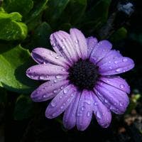 Room wanted in Houston, TX Main Photo