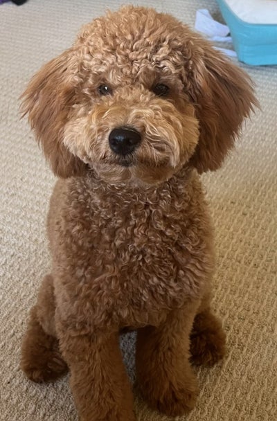 Room wanted in Encinitas, CA Main Photo