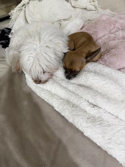 Room wanted in Union City, NJ Main Photo