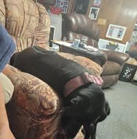 Professional Female seeks a small or large room Main Photo