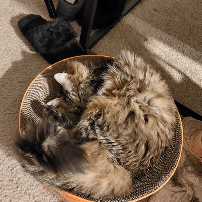 Room wanted in Tampa Main Photo