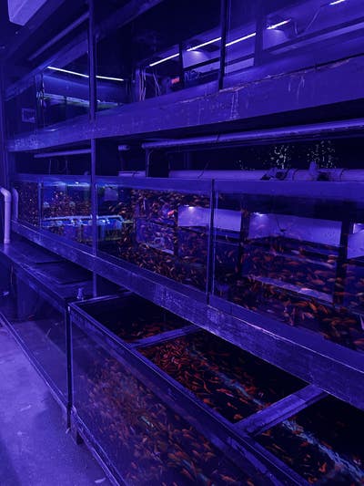 Room wanted in Brooklyn, NY Main Photo