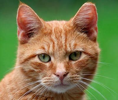 Room wanted in Michigan Main Photo