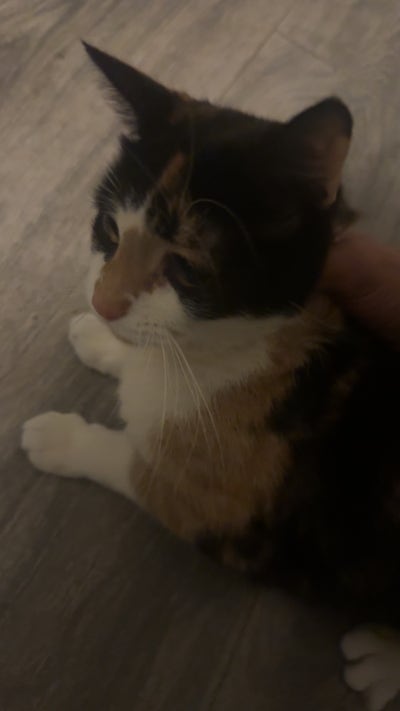 Room wanted in Connecticut Main Photo