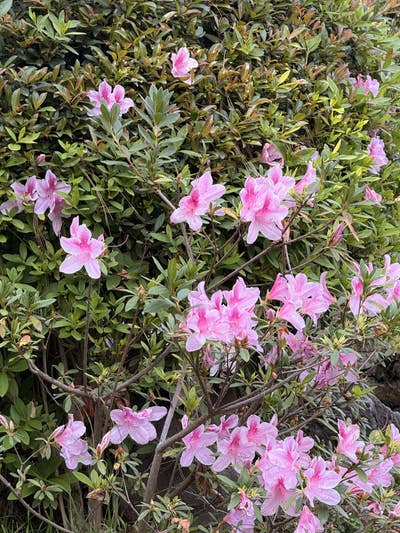 Room wanted in Miami bech Main Photo