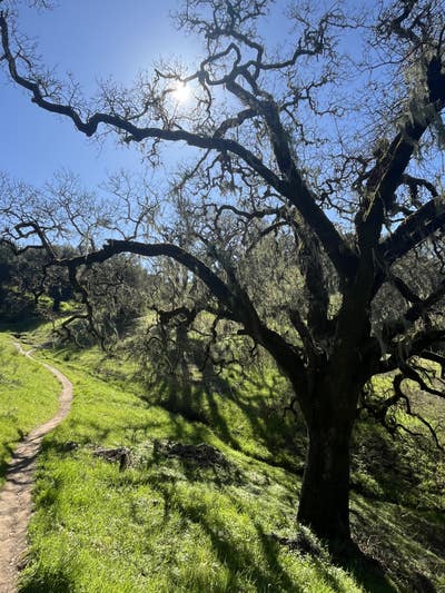 Room wanted in Napa, CA Main Photo