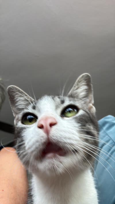 Room wanted in Nassau County,NY Main Photo