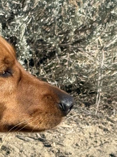 Room wanted in Redwood City, CA Main Photo