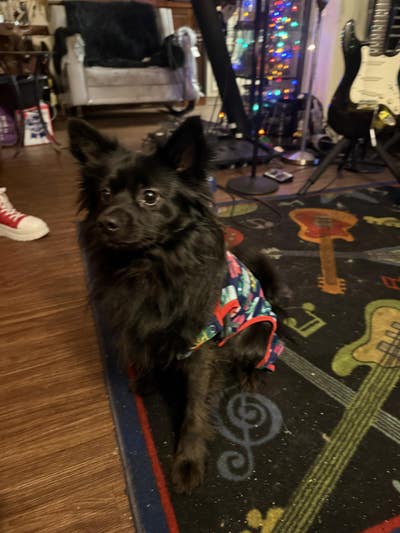 Female student needs Los Angeles room now Main Photo