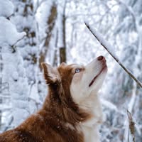 Room wanted in Manhattan, NY Main Photo