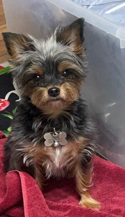 Room wanted in Flushing, Queens, NY Main Photo