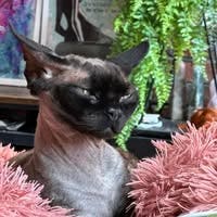 Room wanted in New York Main Photo