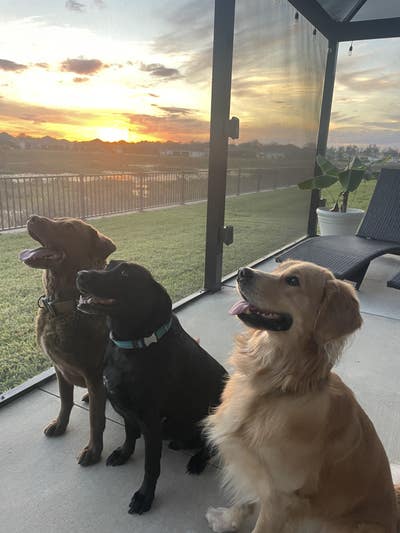 Newport Beach room needed by male for ASAP move Main Photo