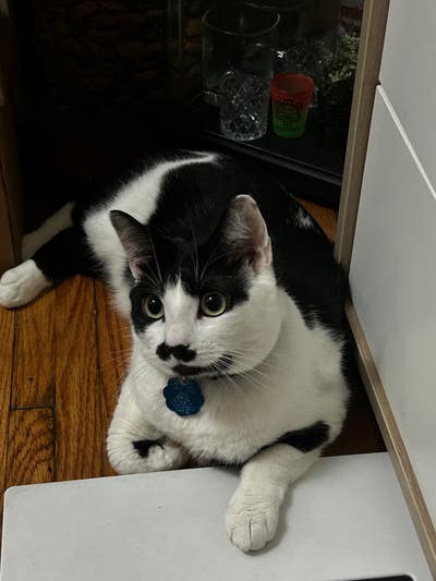 Room wanted in New York Main Photo