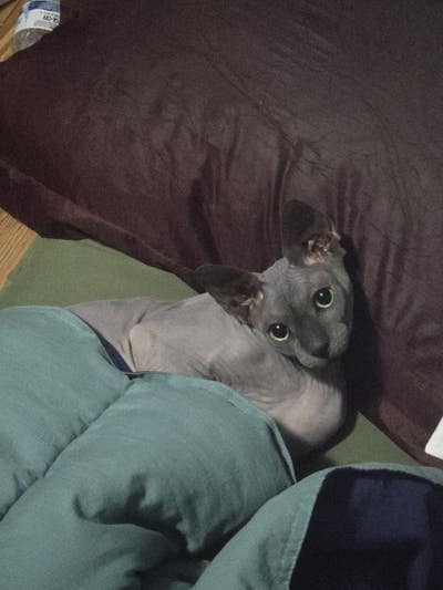 Room wanted in Long Island City, Queens, NY Main Photo