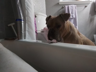 Room wanted in Henderson, NV Main Photo