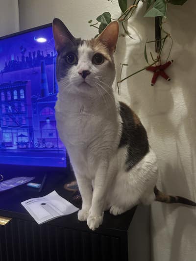 Looking for sober female roommate without pets ☺️ Main Photo