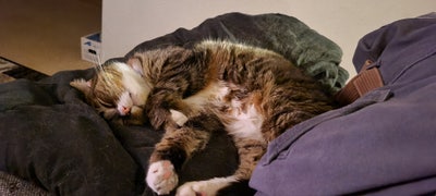 Room wanted in Las Vegas Main Photo