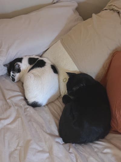 Room wanted in Flushing, Queens, NY Main Photo