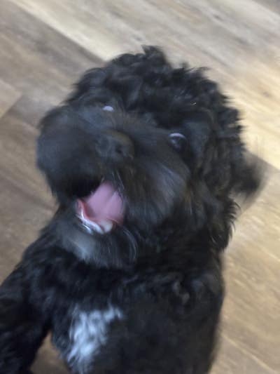 Room wanted in New York Main Photo