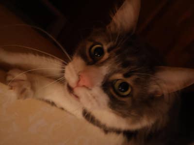 Room wanted in New York Main Photo