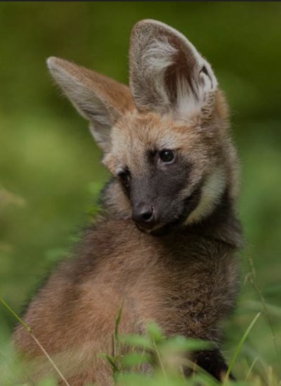 Room wanted in Boston Main Photo