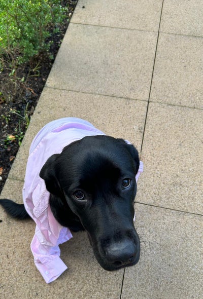 looking in West Hollywood, Los Angeles, CA Main Photo