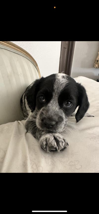 Room wanted in Las Vegas Main Photo