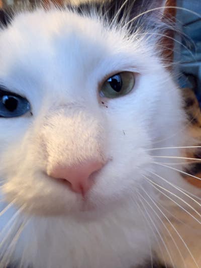 Room wanted in Beverly Massachusetts  Main Photo