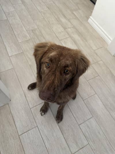 Room wanted in Dallas Main Photo