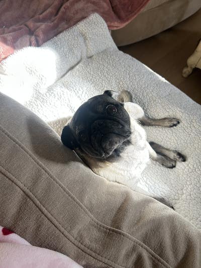 Room wanted in Las Vegas Main Photo