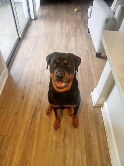 Room wanted in Orlando, FL Main Photo