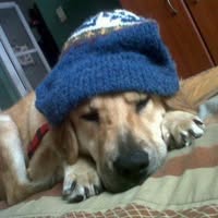 Room wanted in NYC Main Photo