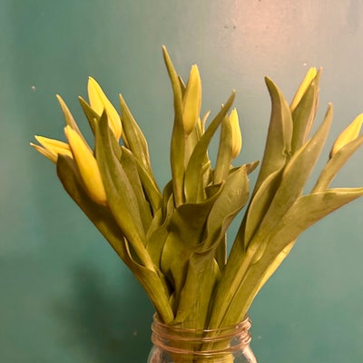 Female professional with cat Main Photo