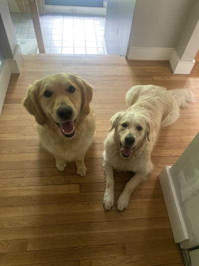 Must love golden retrievers Main Photo