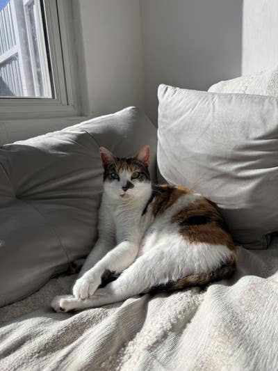 Room wanted in Miami Main Photo