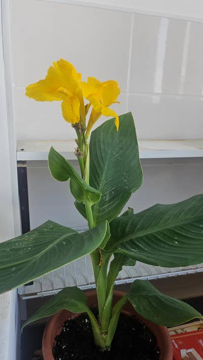 Room wanted in Phoenix Main Photo