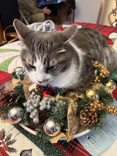 Room wanted in Vista, CA Main Photo