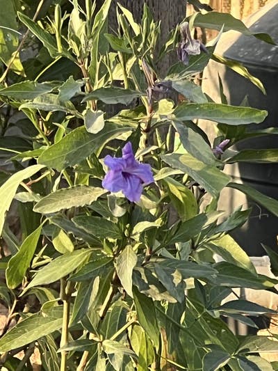 Room wanted in Port Chester, NY Main Photo