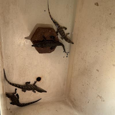 Room wanted in NYC Main Photo