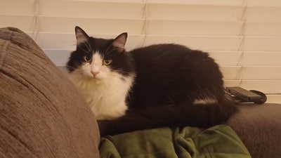 Room wanted in Oceanside, CA Main Photo