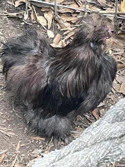 Room wanted in Sugar Land, TX Main Photo