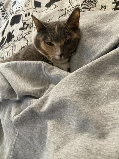 Room wanted in Brooklyn, NY Main Photo