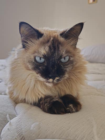 Room wanted in NYC Main Photo