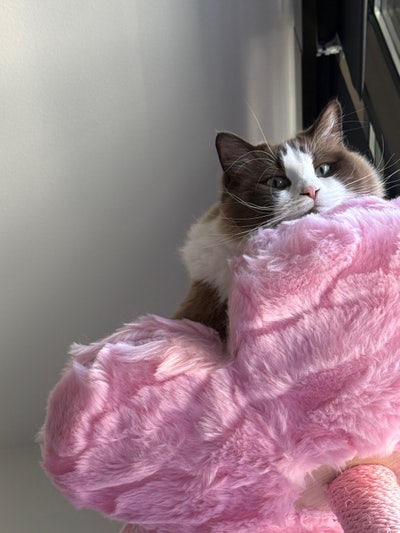 Room wanted in Los Angeles Main Photo