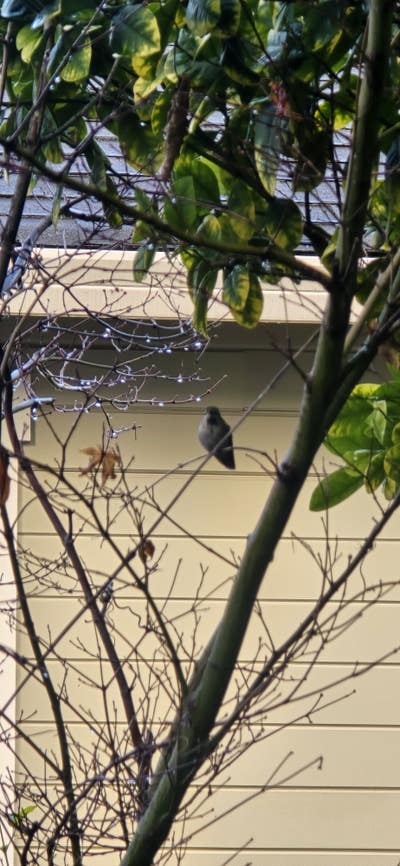 Room wanted in Mountain View, CA Main Photo