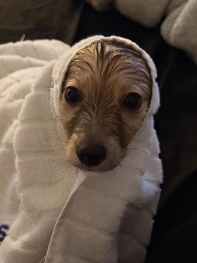 Room wanted in San Marcos, CA Main Photo